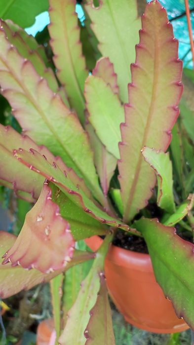 Lindo epiphyllium