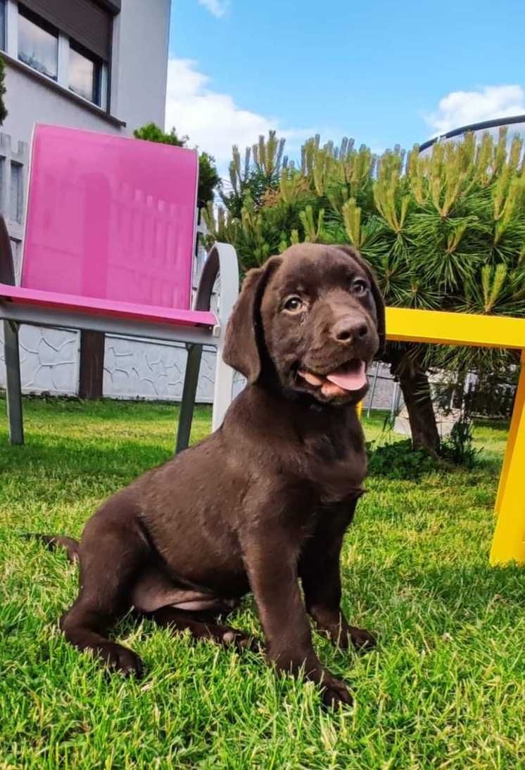 Labrador Retriever CZEKOLADA