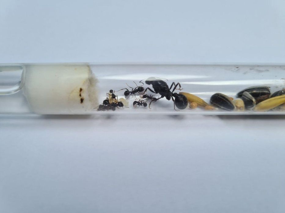 Messor Arenarius Kolonia Mrówek do Hodowli w Formikarium