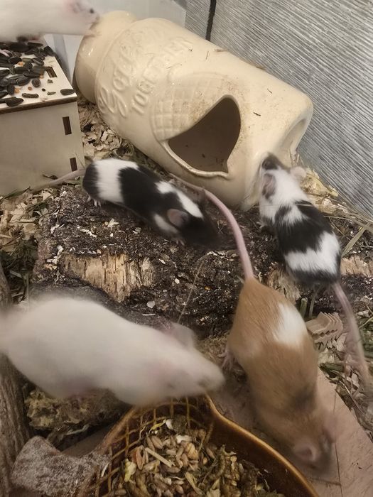 Oddam myszy do dobrego domu