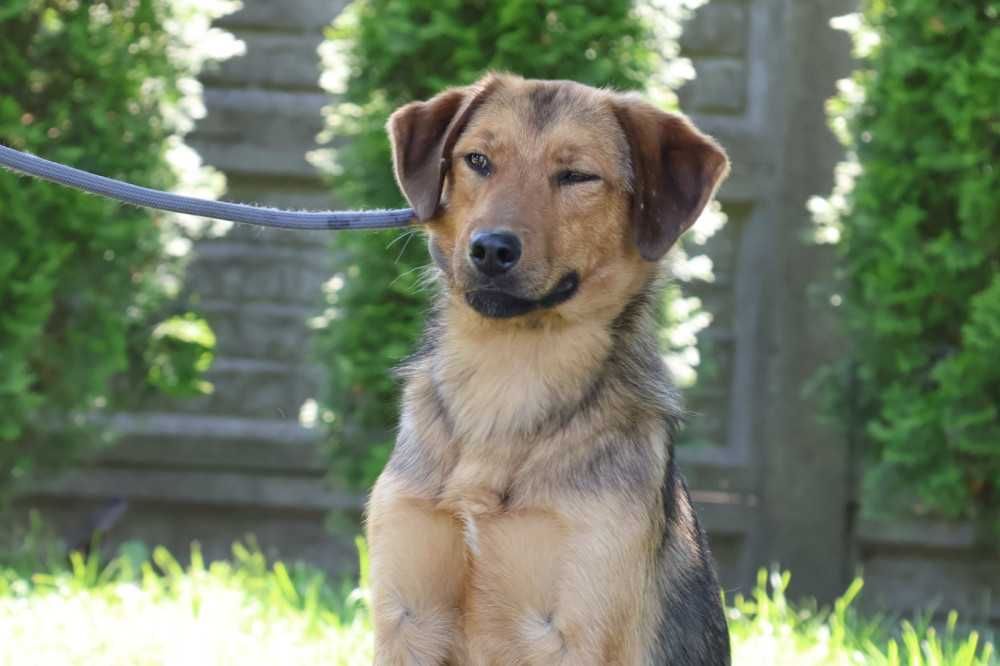Pilne!!Fredi ok.1,5 r. bardzo spragniony opiekuna do adopcji Bełchatów