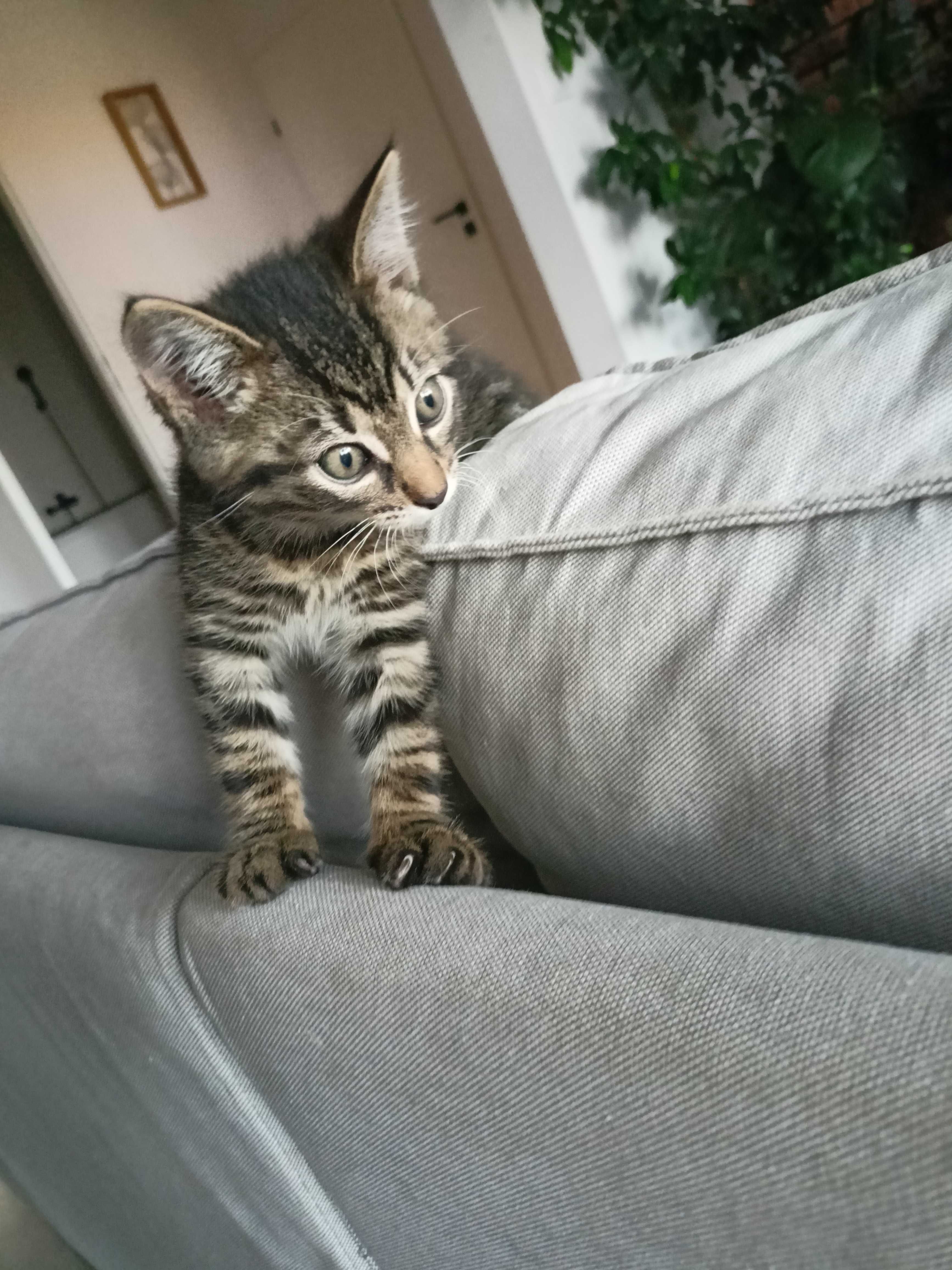 Oddam kocurka w dobre rece