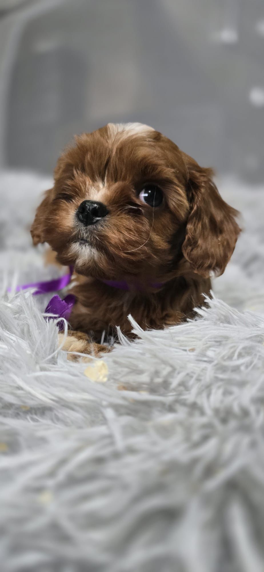 Bardzo ciemna Cavapoo RODOWÓD Badania genetyczne BIOSENSOR szkolenie