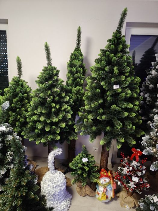 Sosna diamentowa na pniu