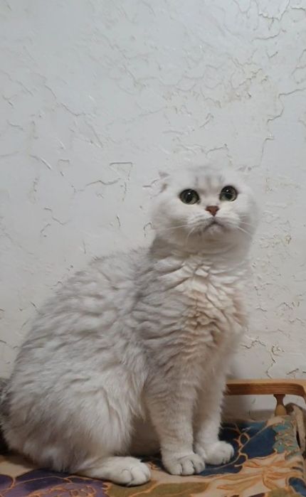 Серебристая шиншилла фолд