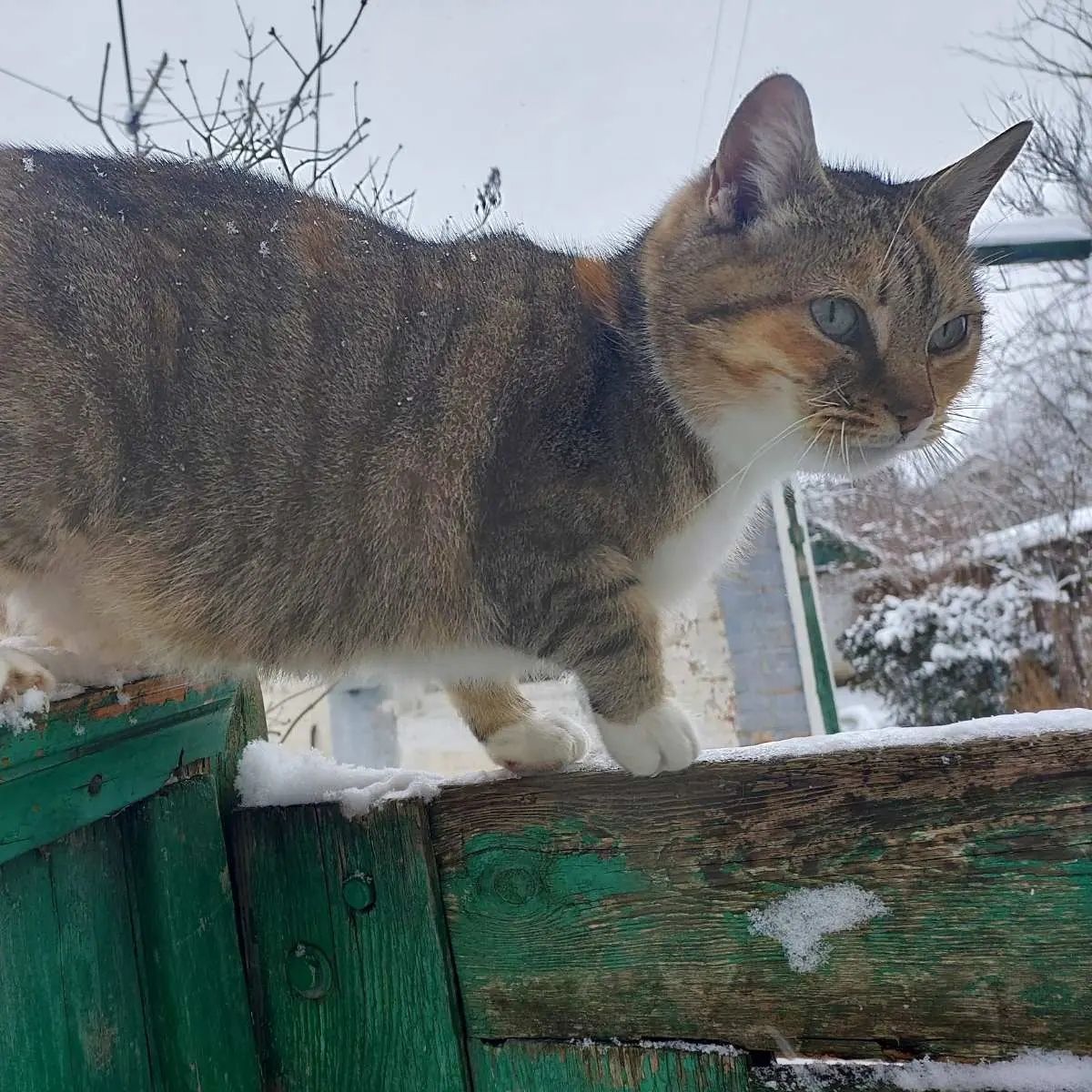 Трехцветная стерилизованная кошка ищет дом! Отдам в хорошие руки!