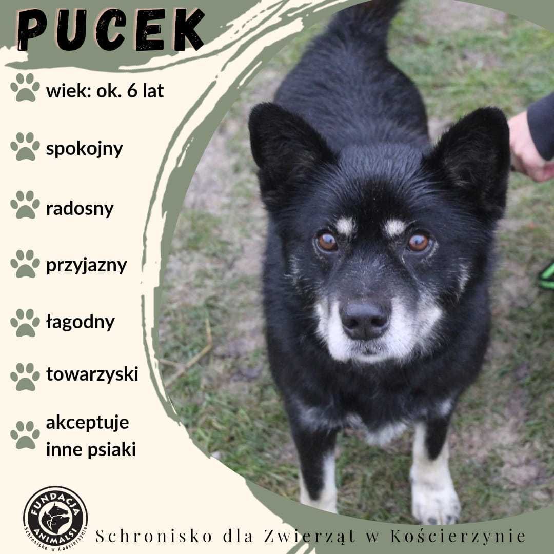 PUCEK - spokojny piesek szuka domu