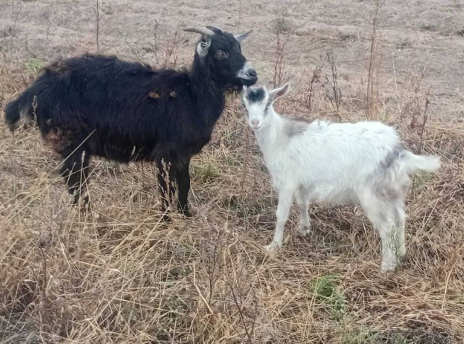 Кози Ламанча та інші.