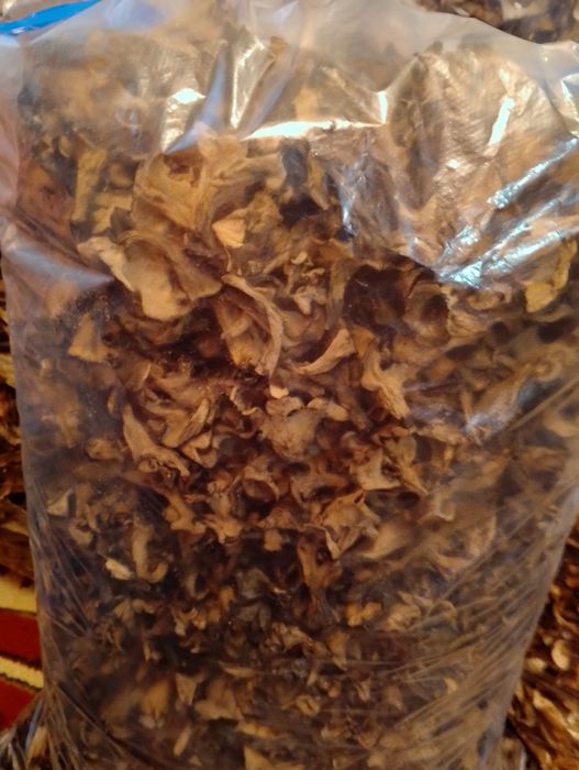 Продам хороший буковий гриб з Закарпаття.