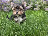York Yorkshire Terrier uroczy  chłopiec