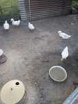 Sprzedam   kaczki Pekin