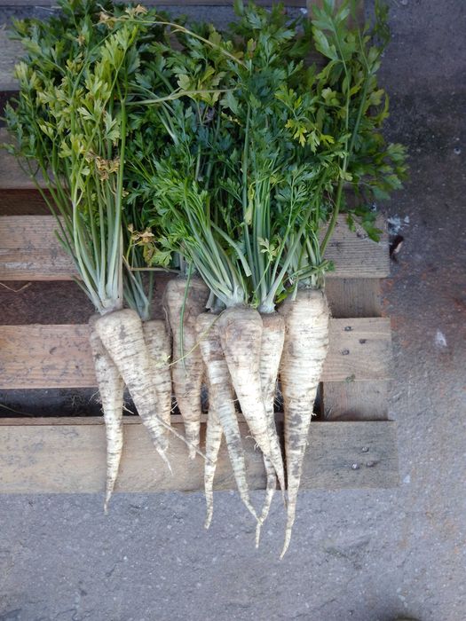 Pietruszka korzeniowa