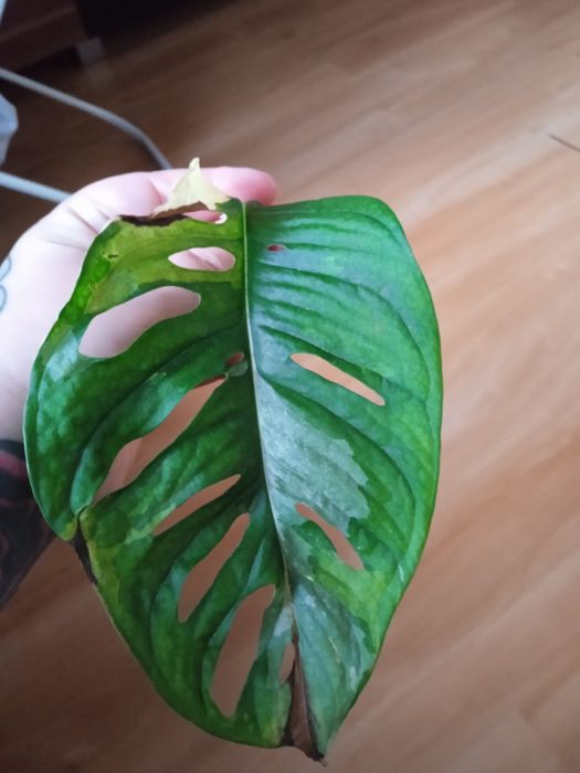 Monstera monkey vageriata