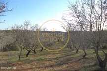 Terreno plano com 19720 m2 com plantação de amendoeiras