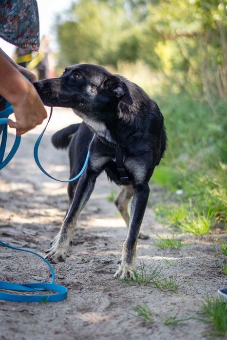 Przyjazny młody Miłek szuka domku