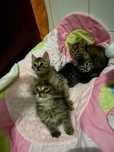 Gatinhas bebés para adoção