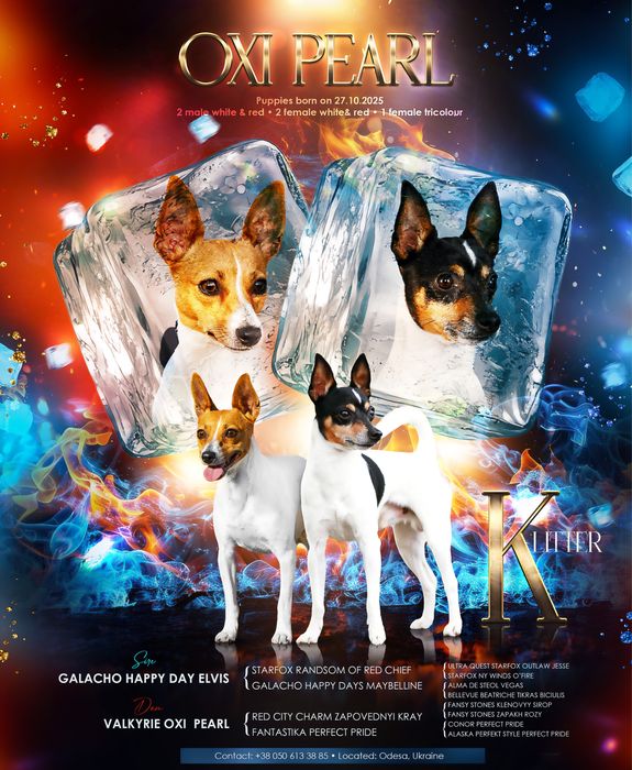 Дівчинка американського той фокс терієра