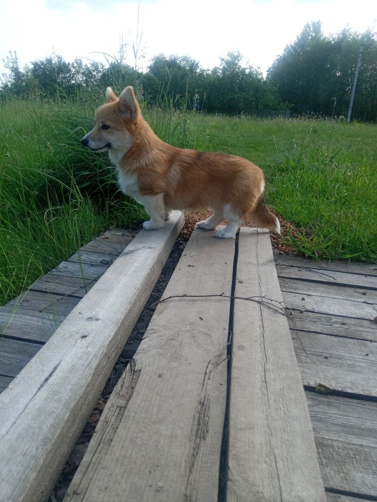 Красуня вельш коргі пемброк