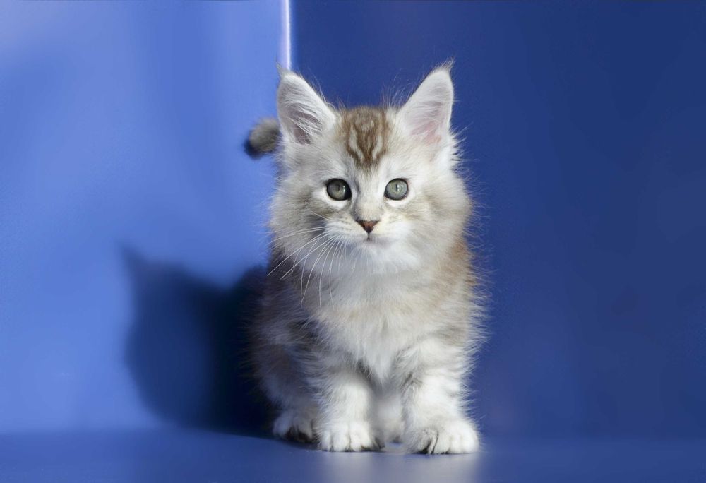 Мейн кун.Мальчик .