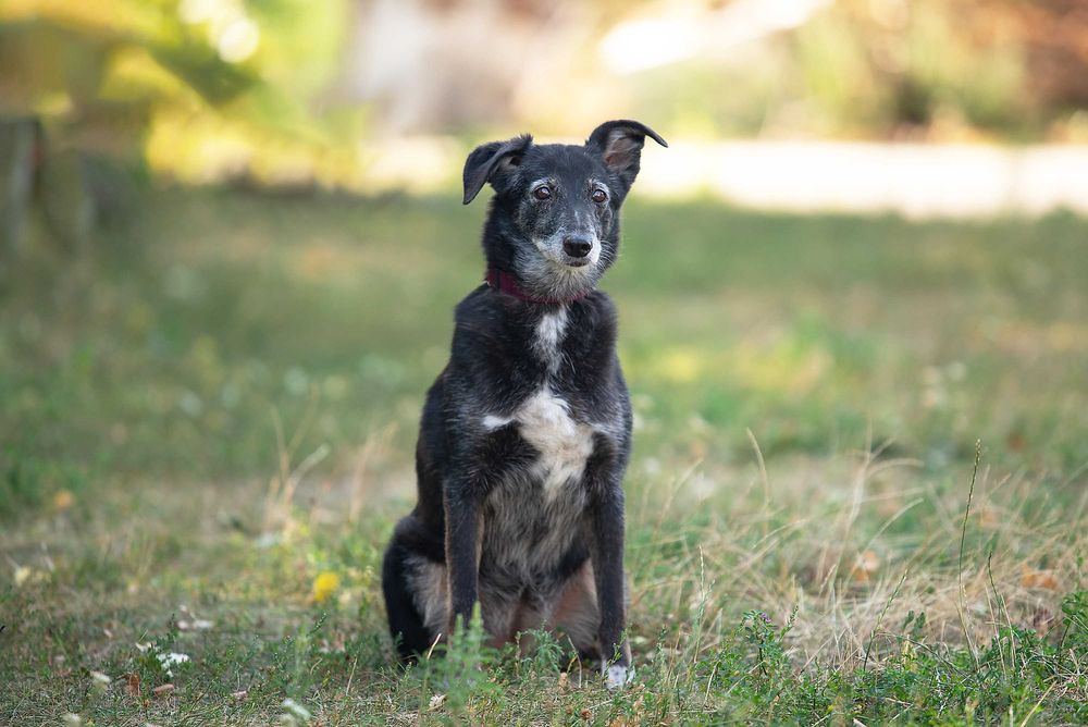 Віддам в добрі руки лагідну собаку Агірру.
