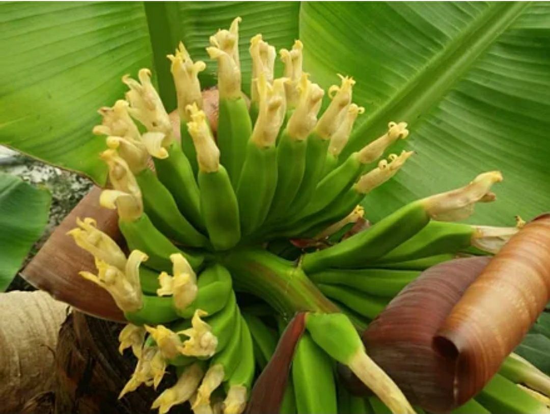 Банан киевский карлик бананове дерево саджанці  подарунок сувенір