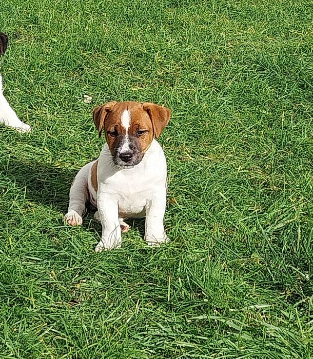Jack Russell Terrier - Piesek