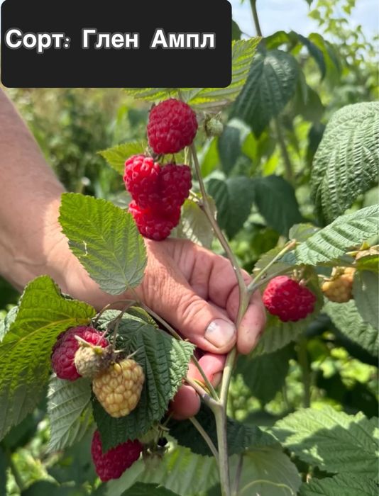 Саджанці ремонтантних та не ремонтантних сортів малини