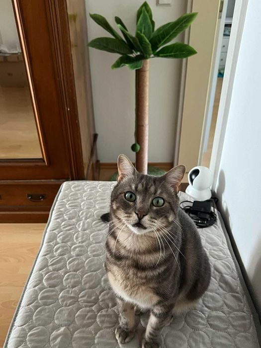 Drapak dla kota oryginalny palma słupek do drapania