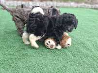 Piesek cavapoo z metryką