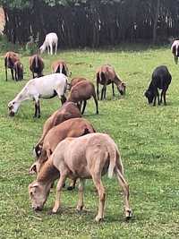 Owieczki kameruńskie
