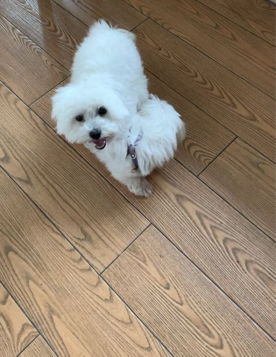 Ніжний кавалер породи болонка готовий до вʼязки!