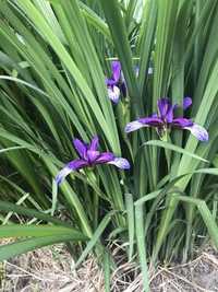 Ірис злакоподібний( Iris graminea)