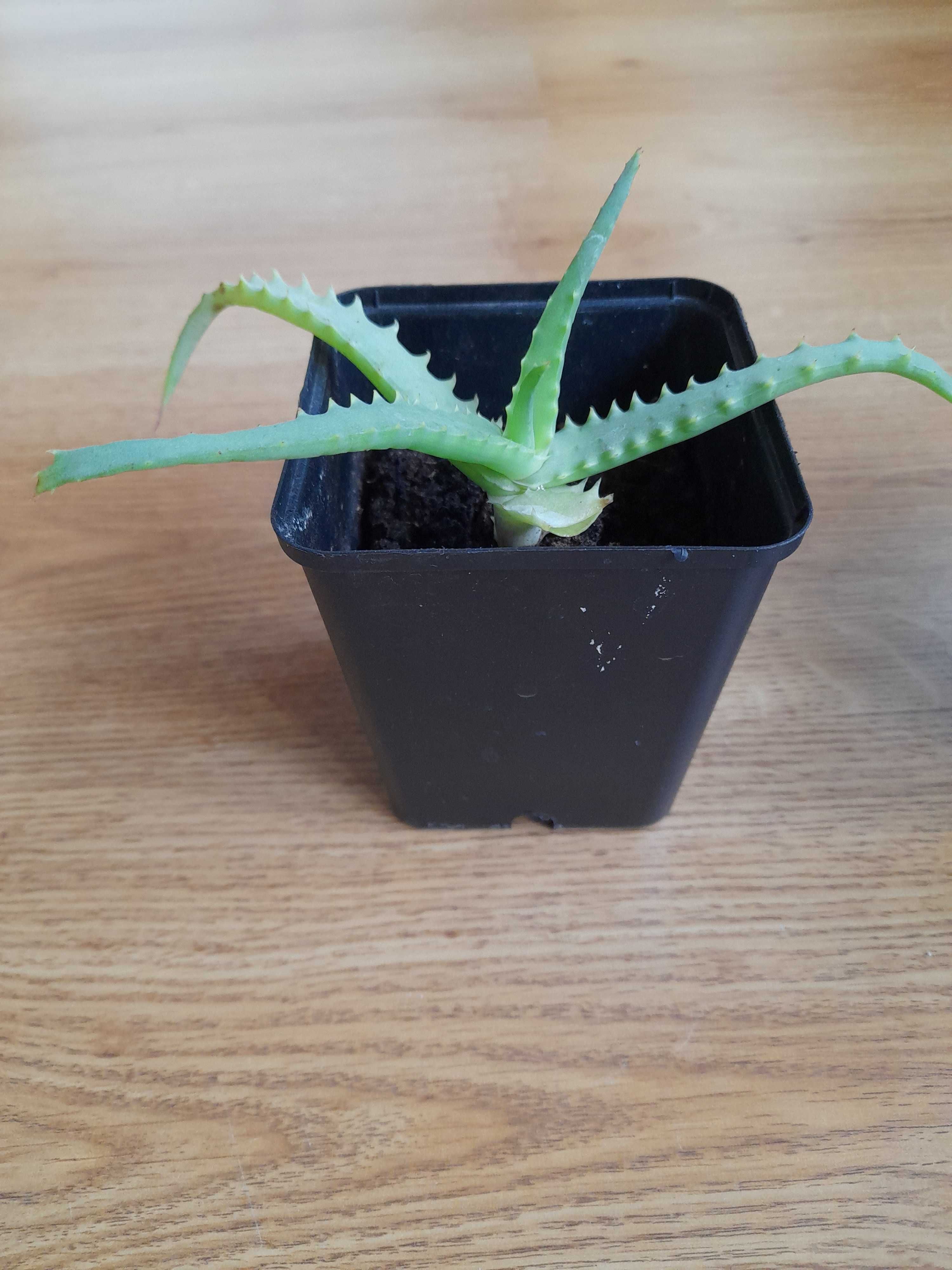 Aloes drzewiasty - Aloe arborescens