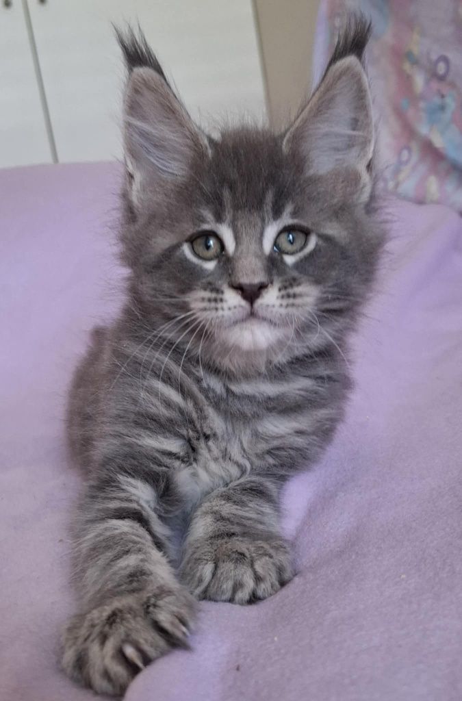 Niebieski kocurek Maine Coon
