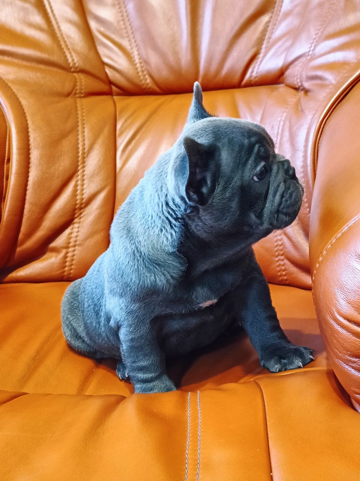 Buldog francuski