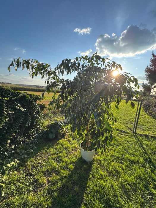 Sprzedam Fikus Beniamin