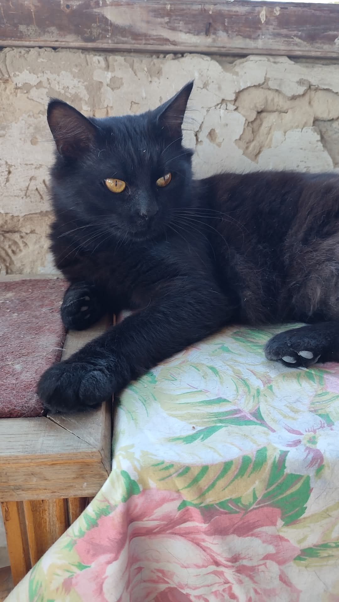 Молодий чорний пухнастий