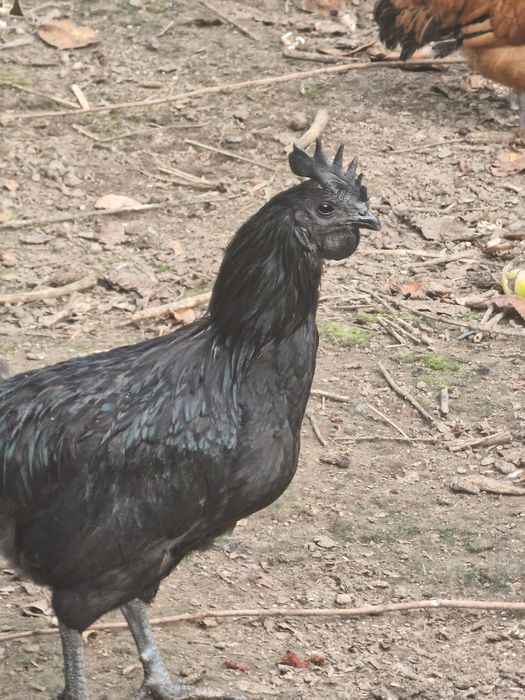Ayam cemani kury koguty