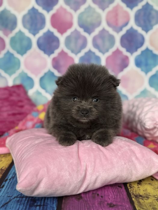 Pomeranian śliczna sunia niebieska