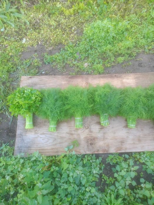 Продам зелень укроп петрушки