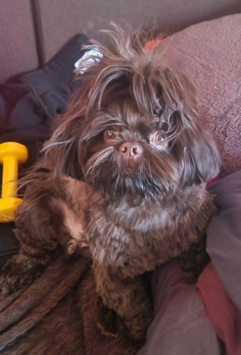 Suczka Shih Tzu  czekoladowa