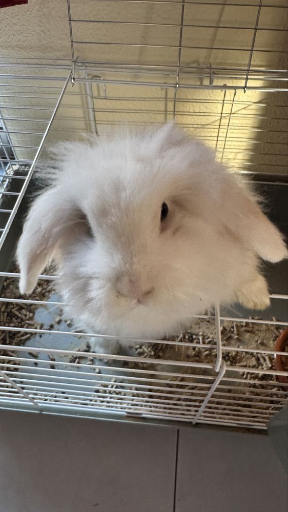 Vendo Coelha anã holandesa com 5 meses, com gaiola NOVA incluida