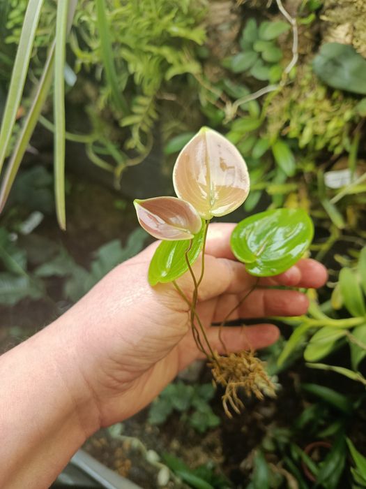 Мініатюрна орхідея Pleurothallis nangaritzae