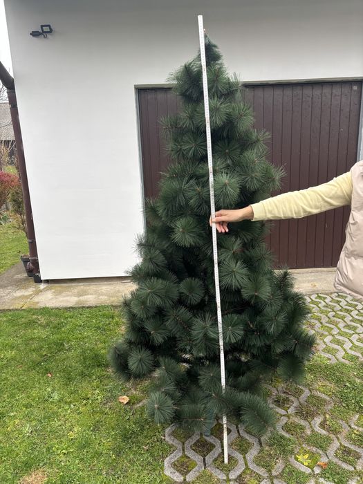 Sztuczna choinka sosna