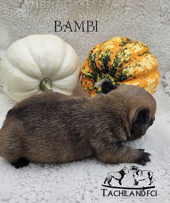 Bambi  buldog Francuski FCI