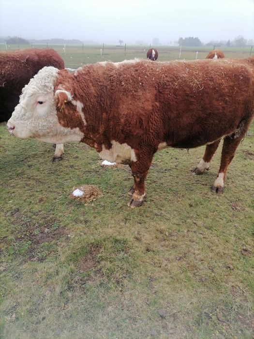 Sprzedam rozplodnika hereford 100 %