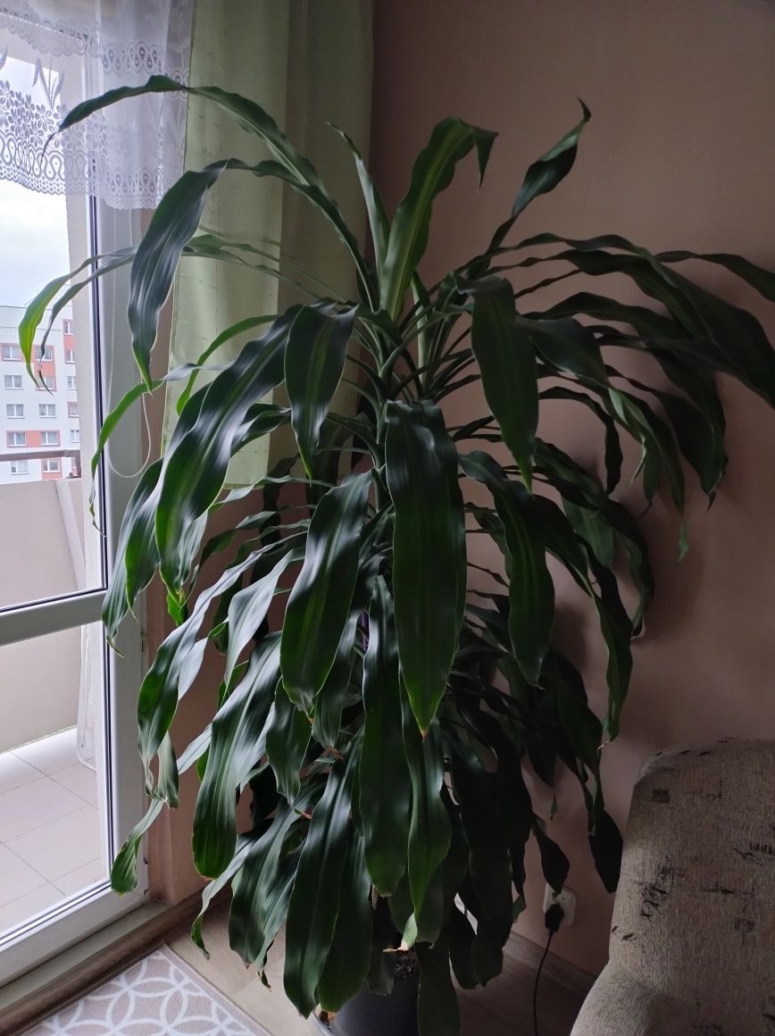 Sprzedam kwat Dracena