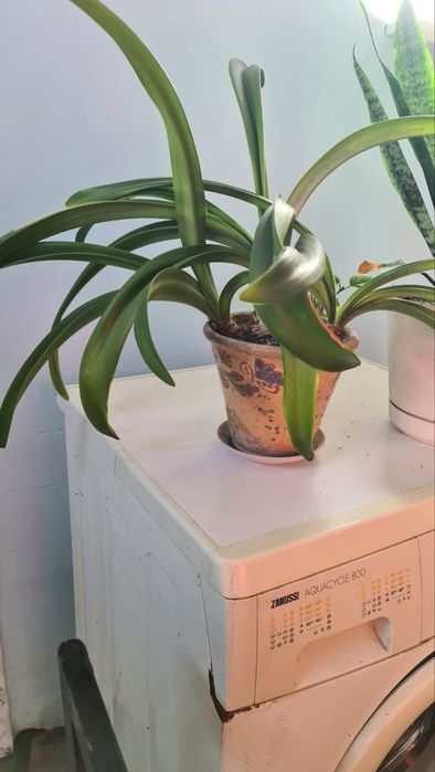 Гіпераструм, кімнатна