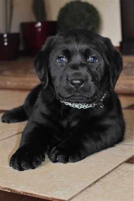 Labrador Szczeniak Rodowód Cert. Badań Genetycznych