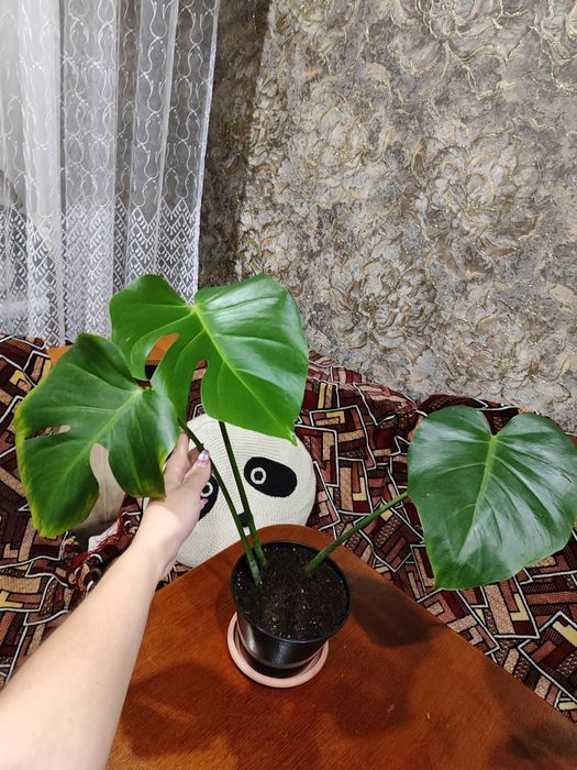 Продам верхушку красивой монстеры